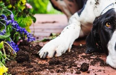 A dog laying on a patio next to a flower bed covered in dirt